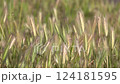 Spikelets of the plant Barley mouse - Hordeum marinum in a field close-up 124181595