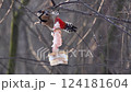 A woodpecker on a tree in the forest pecks at fat during the daytime feeding period 124181604