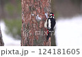 A woodpecker on a tree in the forest during the feeding period during the day cuts off the tree bark and eats insect larvae 124181605