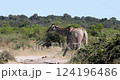 Giraffe (Giraffa camelopardalis) in Chobe National Park, Botswana. African wildlife. 124196486
