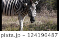 Burchells zebra (Equus quagga burchellii). Chobe National Park. Botswana safari. Stripped animals. Wildlife photography. 124196487
