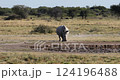 Endangered White rhinoceros (Ceratotherium simum) roaming Khama Rhino Sanctuary, Botswana. African wildlife. 124196488