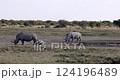 Endangered White rhinoceros (Ceratotherium simum) roaming Khama Rhino Sanctuary, Botswana. African wildlife. 124196489