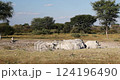 Endangered White rhinoceros (Ceratotherium simum) roaming Khama Rhino Sanctuary, Botswana. African wildlife. 124196490