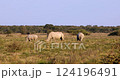 Endangered White rhinoceros (Ceratotherium simum) roaming Khama Rhino Sanctuary, Botswana. African wildlife. 124196491