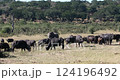 African elephant (Loxodonta africana) and cape buffalo (Syncerus caffer). Chobe National Park, Botswana. African wildlife. 124196492