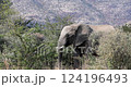 African savanna elephants (Loxodonta africana), Pilanesberg National Park and Game Reserve. South Africa. 124196493