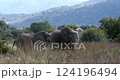 African savanna elephants (Loxodonta africana), Pilanesberg National Park and Game Reserve. South Africa. 124196494
