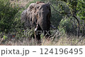 African savanna elephants (Loxodonta africana), Pilanesberg National Park and Game Reserve. South Africa. 124196495