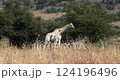 Giraffa camelopardalis, subspecies Southern giraffe (Giraffa giraffa), Pilanesberg National Park, South Africa. African wildlife. 124196496
