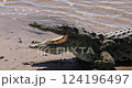 Nile crocodiles (Crocodylus niloticus), Chobe National Park, Botswana 124196497