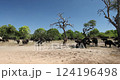 Cape buffalo (Syncerus caffer). Chobe National Park, Botswana. African wildlife. 124196498