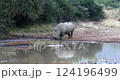 White rhinoceros (Ceratotherium simum) roaming in Pilanesberg National Park and Game Reserve, South Africa. African wildlife. 124196499