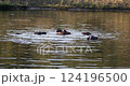 Common hippopotamus (Hippopotamus amphibius) in Pilanesberg National Park. South Africa, African Wildlife. 124196500