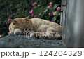 気持ちよさそうに寝ている茶トラねこ 124204329
