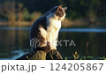 岩に座って眠る白灰色ねこ 124205867