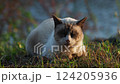 たぬき柄の寝ているねこ 124205936