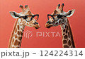 メガネをかけたキリン 124224314
