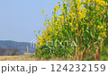散歩道には、菜の花が咲いていて春風に揺れる姿は、とても明るく元気な気分を与えてくれます 124232159