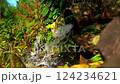 An artificial stream in the park. 124234621