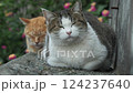 仲良く寝ている茶トラ猫と灰シロ猫 124237640