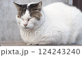 寝ているんまるトビキジねこ 124243240