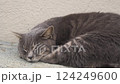 鼻風船を膨らまして寝るグレーねこ 124249600
