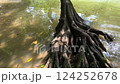 Nature of the Hisa River (Okinawa) 124252678