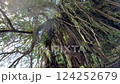 Nature of the Hisa River 2 (Okinawa) 124252679
