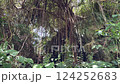 View of Okinawa's nature from the Hija River 124252683