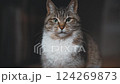 あくびをするサバシロねこ 124269873