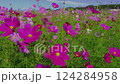 秋風に揺れるピンクのコスモス畑（スローモーション） 124284958