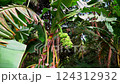 Green bananas grow on a palm tree surrounded by foliage in a tropical jungle in an ecologically clean place 124312932
