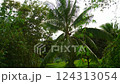 Green sprawling coconut palm with coconuts, with large leaves, in a tropical green jungle 124313054
