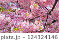 Kawazu cherry blossoms in full bloom and the spring breeze 124324146