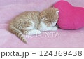 Scottish fold kitten sleeping with a pink heart as a pillow 124369438