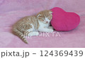 Scottish fold kitten sleeping with a pink heart as a pillow 124369439