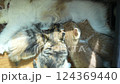 Four kittens drinking mother's milk 124369440