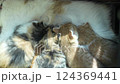 Four kittens drinking mother's milk 124369441