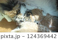 Four kittens drinking mother cat's milk 124369442