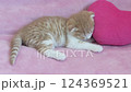 Scottish fold kitten sleeping with a pink heart as a pillow 124369521