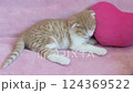 Scottish fold kitten sleeping with a pink heart as a pillow 124369522