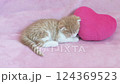 Scottish fold kitten sleeping with a pink heart as a pillow 124369523