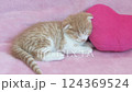 Scottish fold kitten sleeping with a pink heart as a pillow 124369524