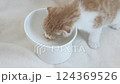 Scottish fold kitten eating a snack 124369526