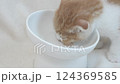 Scottish fold kitten eating a snack 124369585