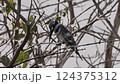 Perched Pied Kingfisher Scouting for Fish 124375312