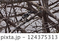 Pearched Pied Kingfisher Swallows Fish 124375313