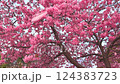 許多花瓣從櫻花樹上掉下來 124383723