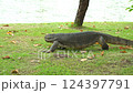 The varanus salvator looking for food on the grass in the park. It is a large lizard native 124397791